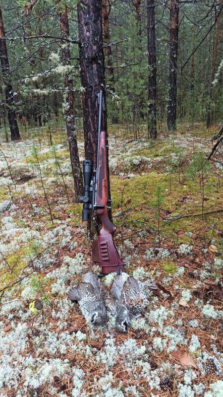 Тихая охота на рябчиков