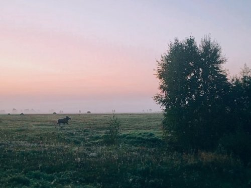 Лось