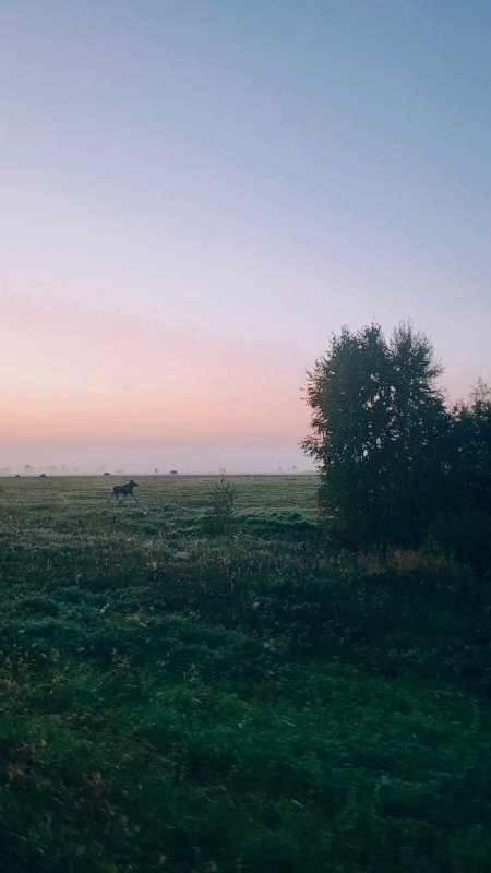 Лось