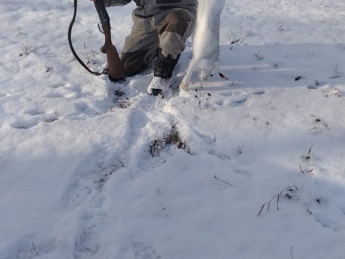 Охота на зайчика!