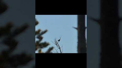косач на сушине..