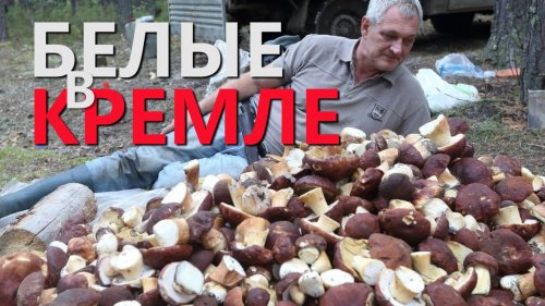 ХОЗЯЕВА ТАЙГИ. БЕЛЫЕ В КРЕМЛЕ