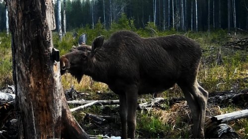 Лось. Лось и солонец. Охота и рыбалка. Выпуск 73
