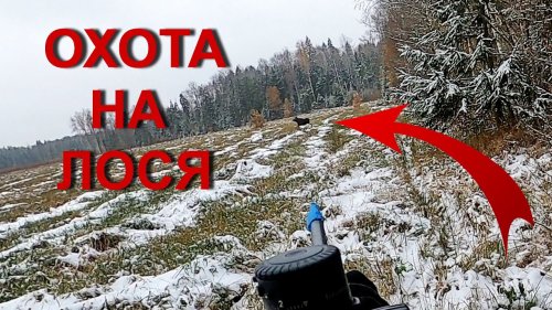 Охота НА ЛОСЯ. Добыли в первом загоне!