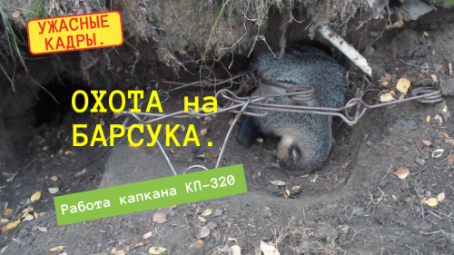Охота на барсука. Работа проходного капкана КП-320.