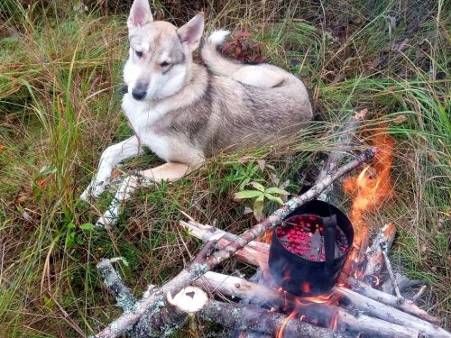 чай с клюквой
