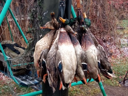 2 вязаночки