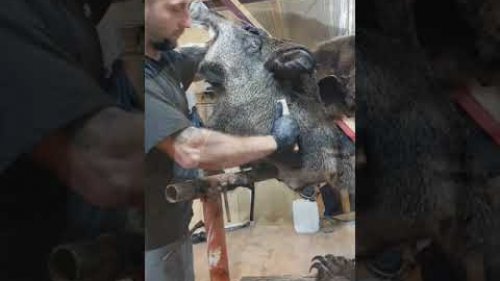 Трофейная голова кабана