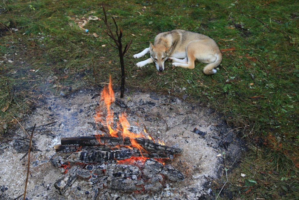 у костра