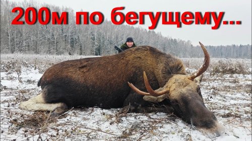Охота НА ЛОСЯ. Бык не ушел...