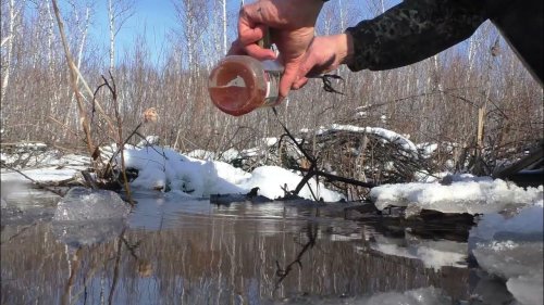 Приманка на бобра  Капканы на бобра