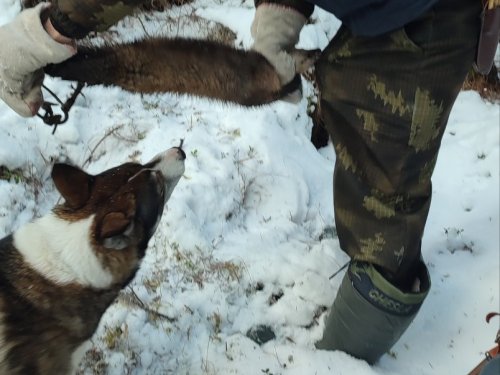 Ну бывает чуть не сожрали охотника