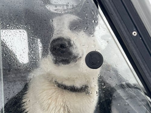 Вега