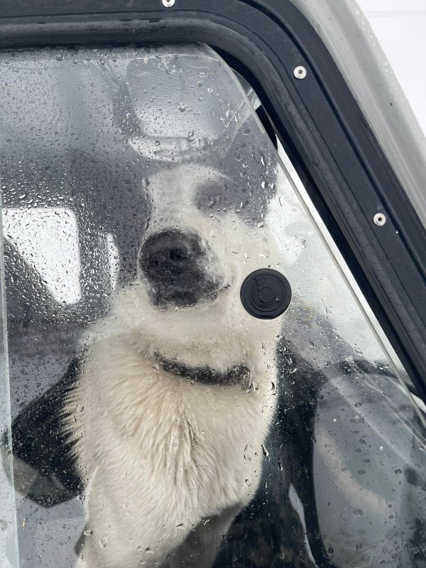 Вега