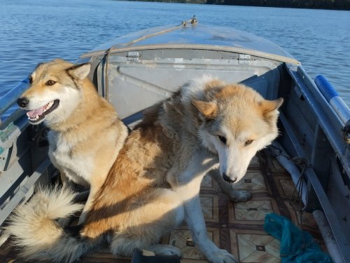 Верные друзья
