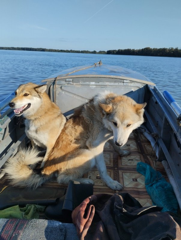 Верные друзья
