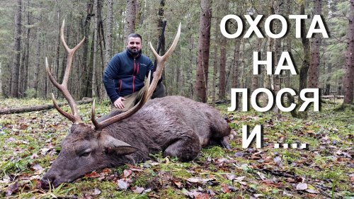 Охота НА ЛОСЯ, УНИКАЛЬНЫЙ ТРОФЕЙ добыт!!!