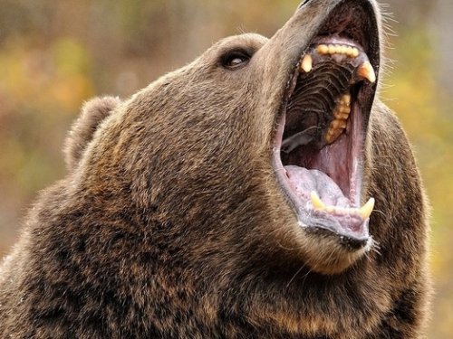 В Красноярском крае охотник выжил после нападения медведя