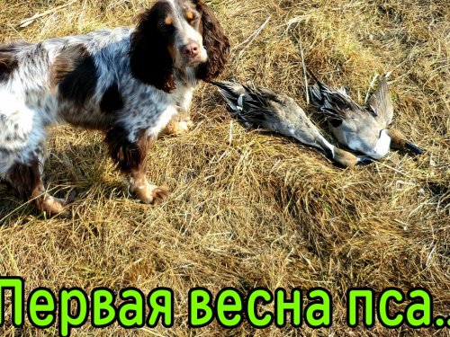 Первые весенние трофеи....