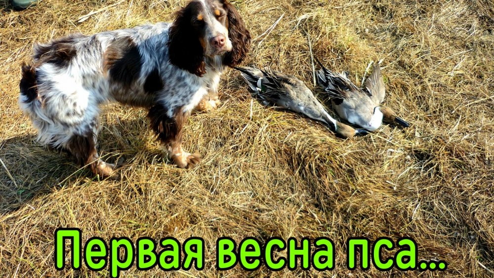 Первые весенние трофеи....