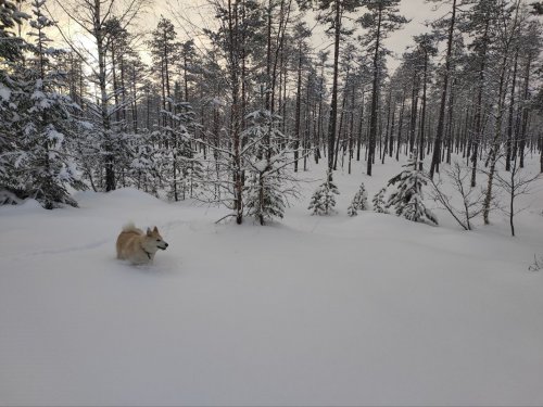 белое  безмолвие