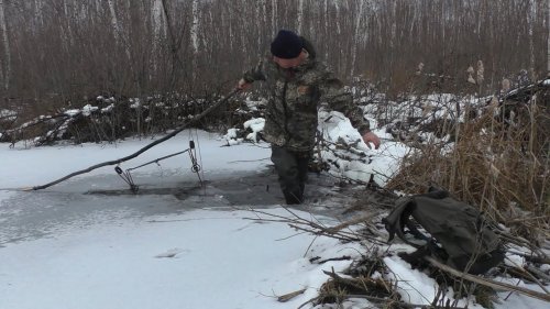 Охота на бобра капканами. Приманка на бобра.