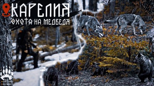 БАНДА МЕДВЕДЕЙ, СЕРЫЕ ПОДОШЛИ К ДЕРЕВНЕ, РАБОТА ПО ЛОСЮ