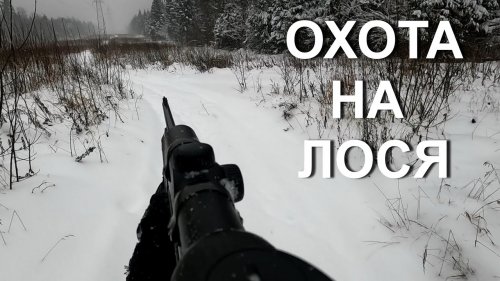 В выходные за лосем.