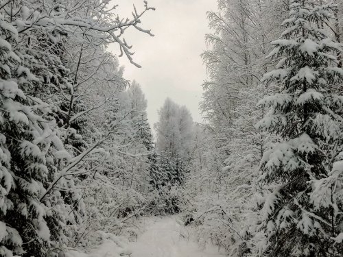 снежный декабрь
