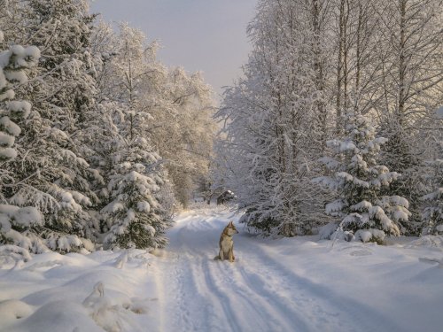 снежный декабрь
