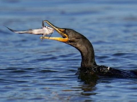 В Братском районе разрешат охоту на бакланов