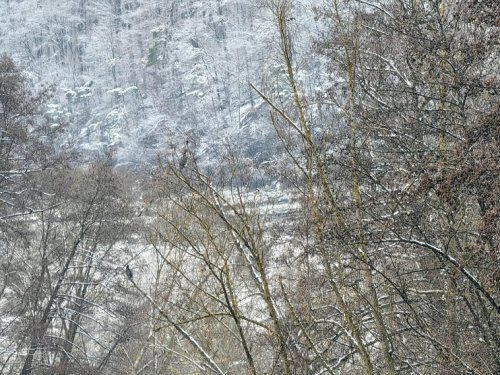 Бакланы.