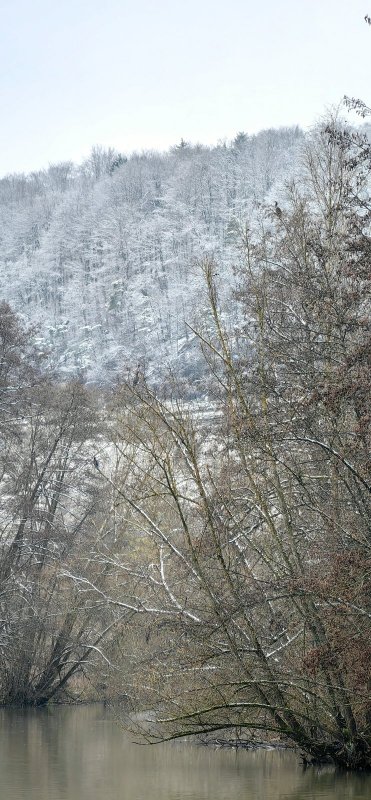 Бакланы.