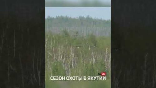 Три гуся. Охота на гуся #shorts #short #охота #hunting #goose #goosehunting