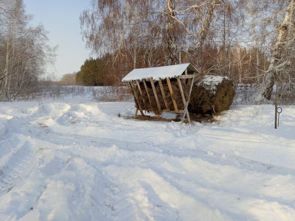 Наполнили кормушку, подходы сделали