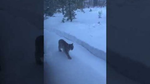 В глухих местах
