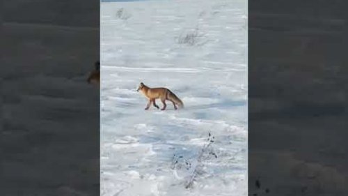 тогучинский район. Лиса.