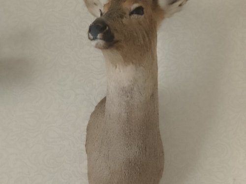 Косуля сибирскся