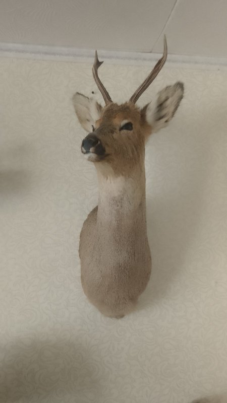 Косуля сибирскся