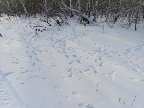 Следов у кормушек много