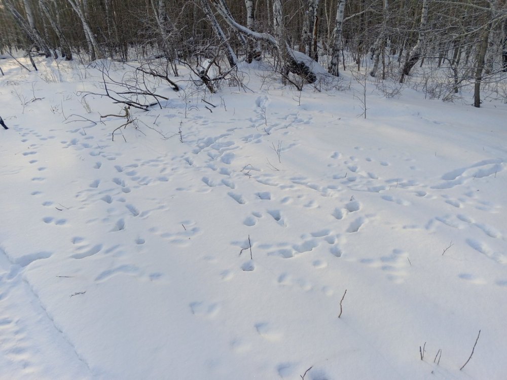 Следов у кормушек много