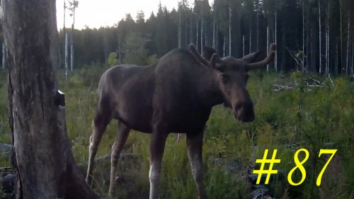 Лось. Лось на солонце. Охота и рыбалка. Выпуск 87