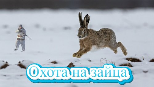 Охота на Кубанского зайца-русака по снегу