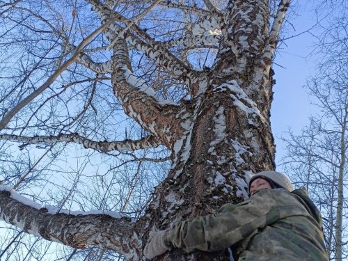 Добрая березка,  поделись энергией!