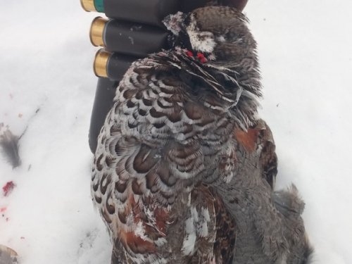 Зимний рябчик