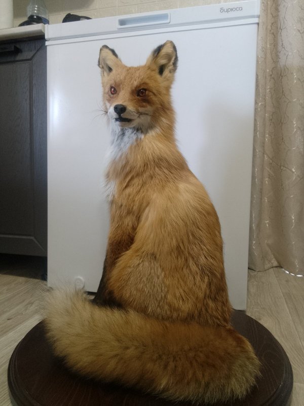 Молодой лис