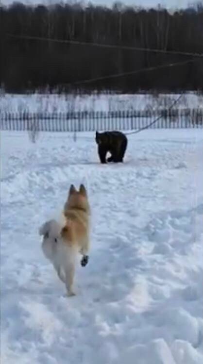 9 месяцев..первый мишка в жизни..
