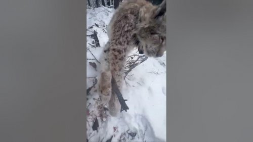 Охота на Реву. Охота на Волка. Промысловая охота.