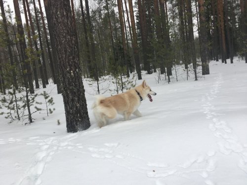 зайцы, зайцы...где куничка?
