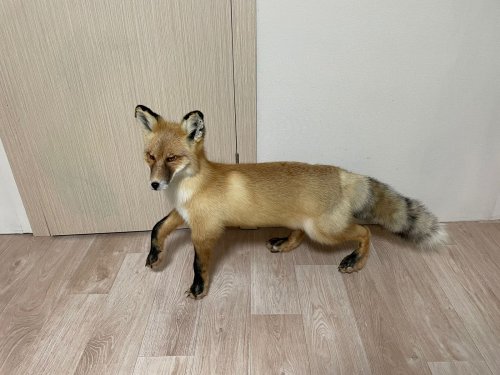 Лисовин